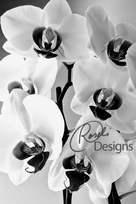 Orchids