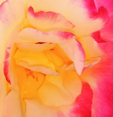 Roses, Roses, Roses