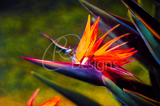 Bird of Paradise Theme Notecards - Set of 3