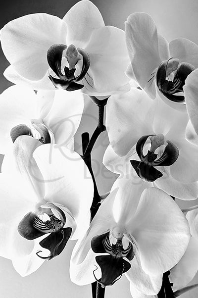 Orchid B/W Theme Notecards - Set of 3