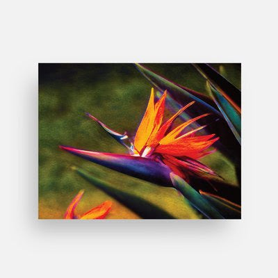 Bird of Paradise Theme Notecards - Set of 3